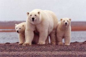 Кој е животен век на бела мечка во природата и заробеништво?